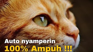 SUARA KUCING MEMANGGIL 100% AMPUH