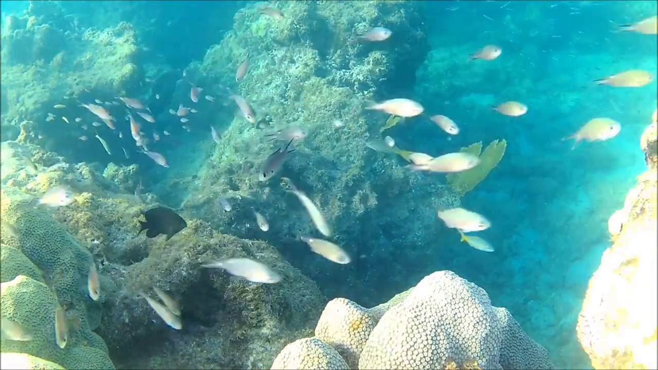 Snorkeling in Grenada, the Caribbean Part 4 YouTube