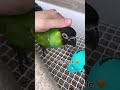 The Nanday Conure Aratinga Nenday Young Parrot Birds