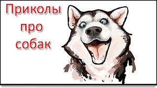 Приколы. Клип танцующие собаки