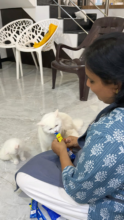 Shasha🐈Chinchu sogama iruntha naan itha kuduthuduven😍 #cat #shorts