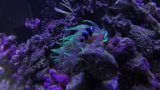 Fish Tank Nemo and Nem Coral Aquarium | FREE HD Stock Video Footage