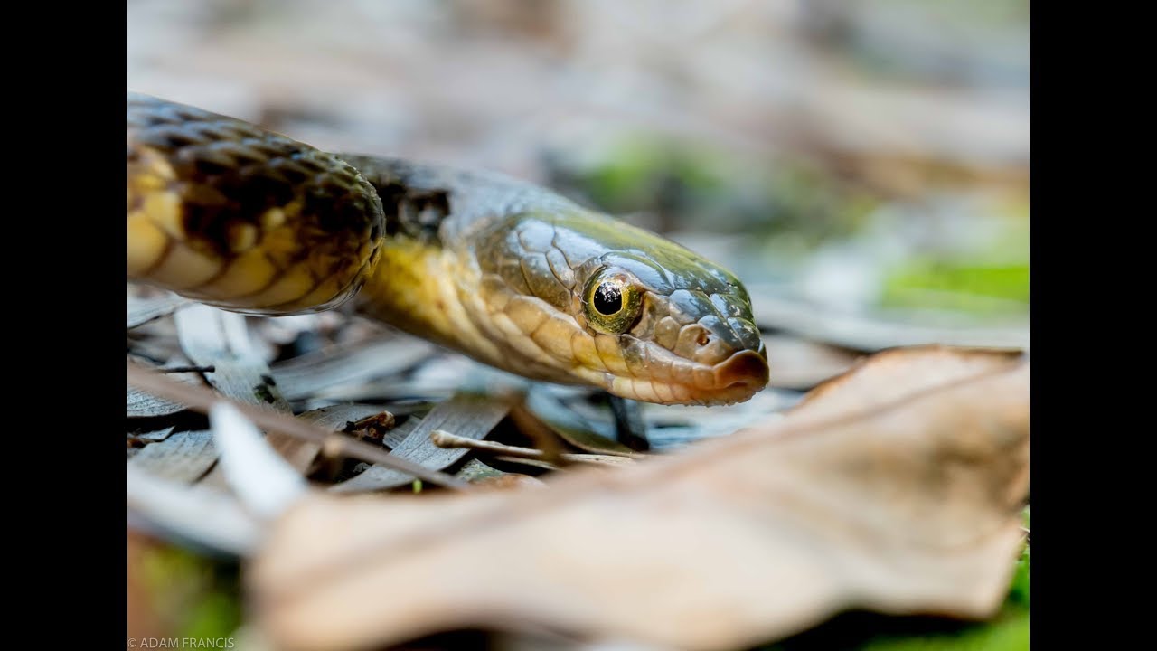 video to gif Mountain Water Snake