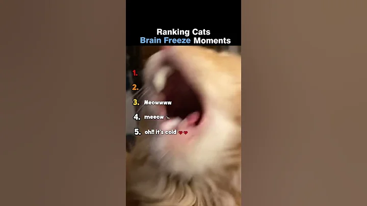 Video 8490121: cat funny pets, funniest cat faces