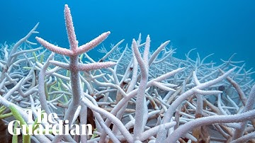 Tracing the worst coral bleaching event in recorded history