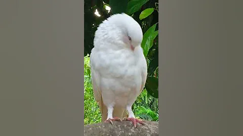 Dove - Symbol Of Peace 🕊🕊🕊 - DayDayNews