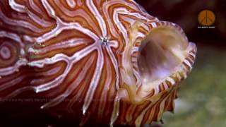 Psychedelic Frogfish, the Holy Grail of critters