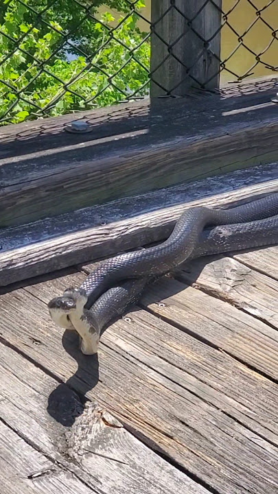 Black Rat Snakes mating on the New River Trail