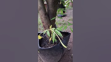 Bán cây cóc Thái siêu quả đang hoa đang quả 0977973535