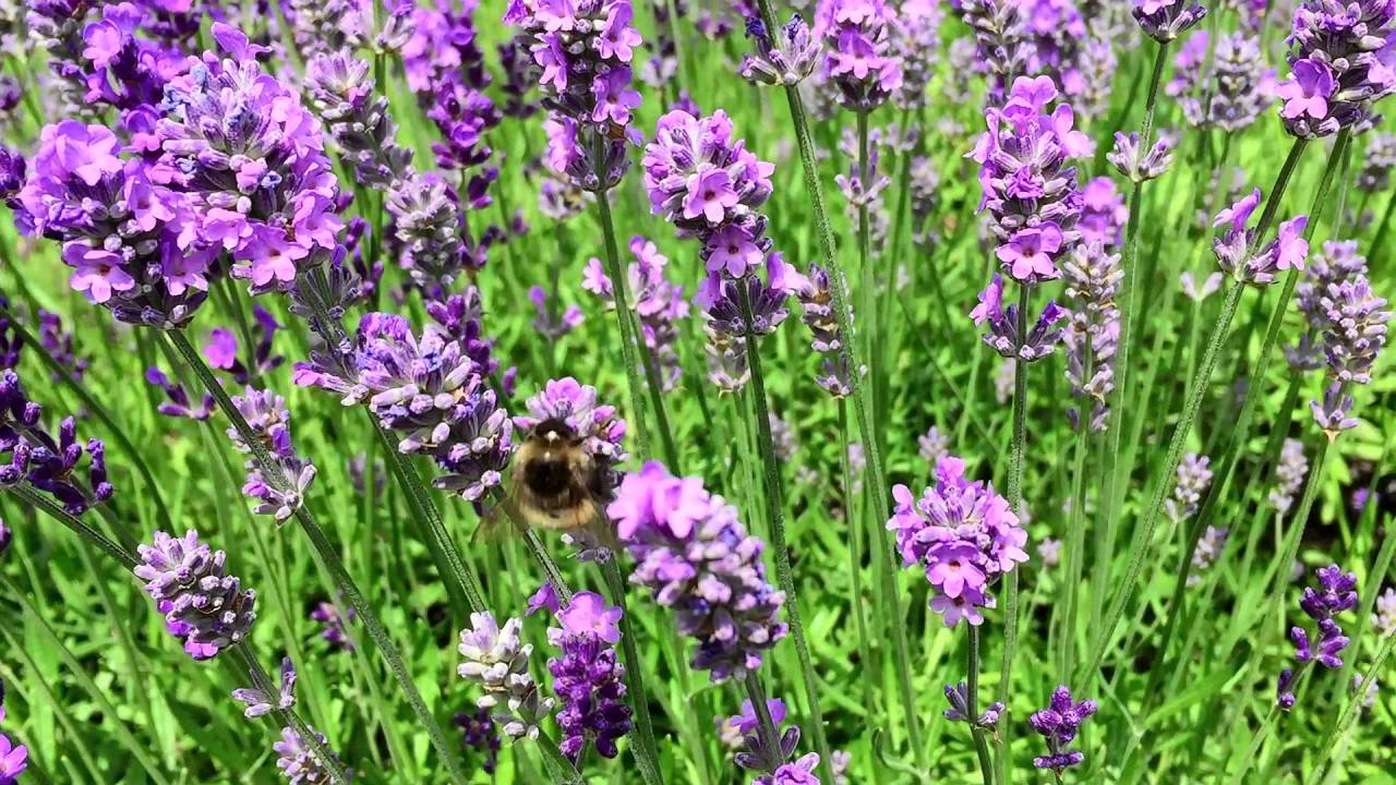 Bumble bee feeding on lavender YouTube