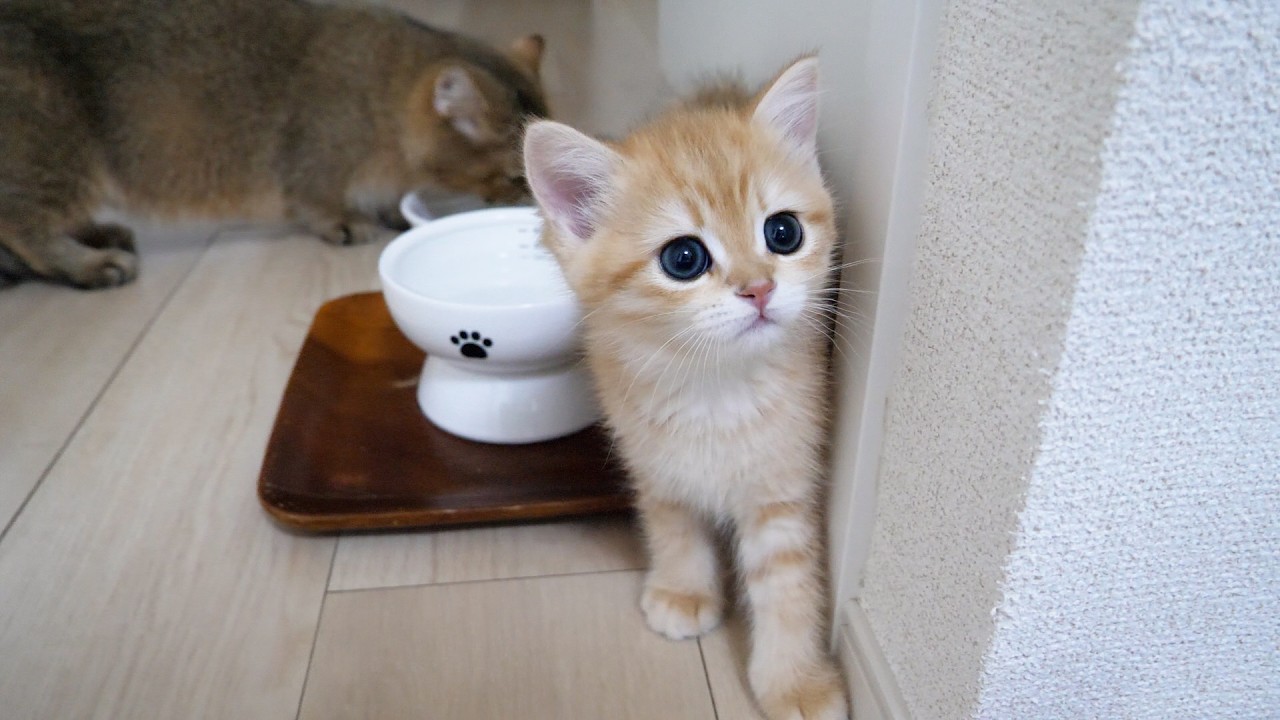 Cute kitten who cares more about its owner than food...