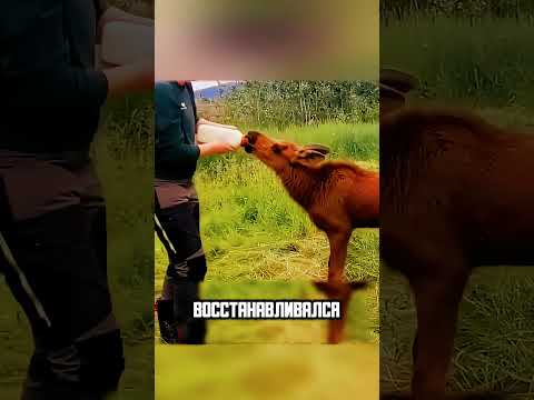 МЕДВЕДЬ НАПАЛ НА ОЛЕНЯ 🫎