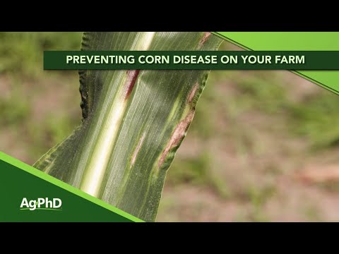 Video: Kas ir kukurūzas dūmi - padomi kukurūzas sārņu slimības profilaksei un ārstēšanai