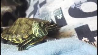 Red eared slider making sounds 🐢