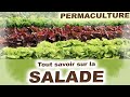   tout savoir sur la salade dans son jardin en permaculture 