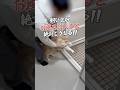 #猫 #cat #ねこ #猫動画 #猫あるある #可愛い猫