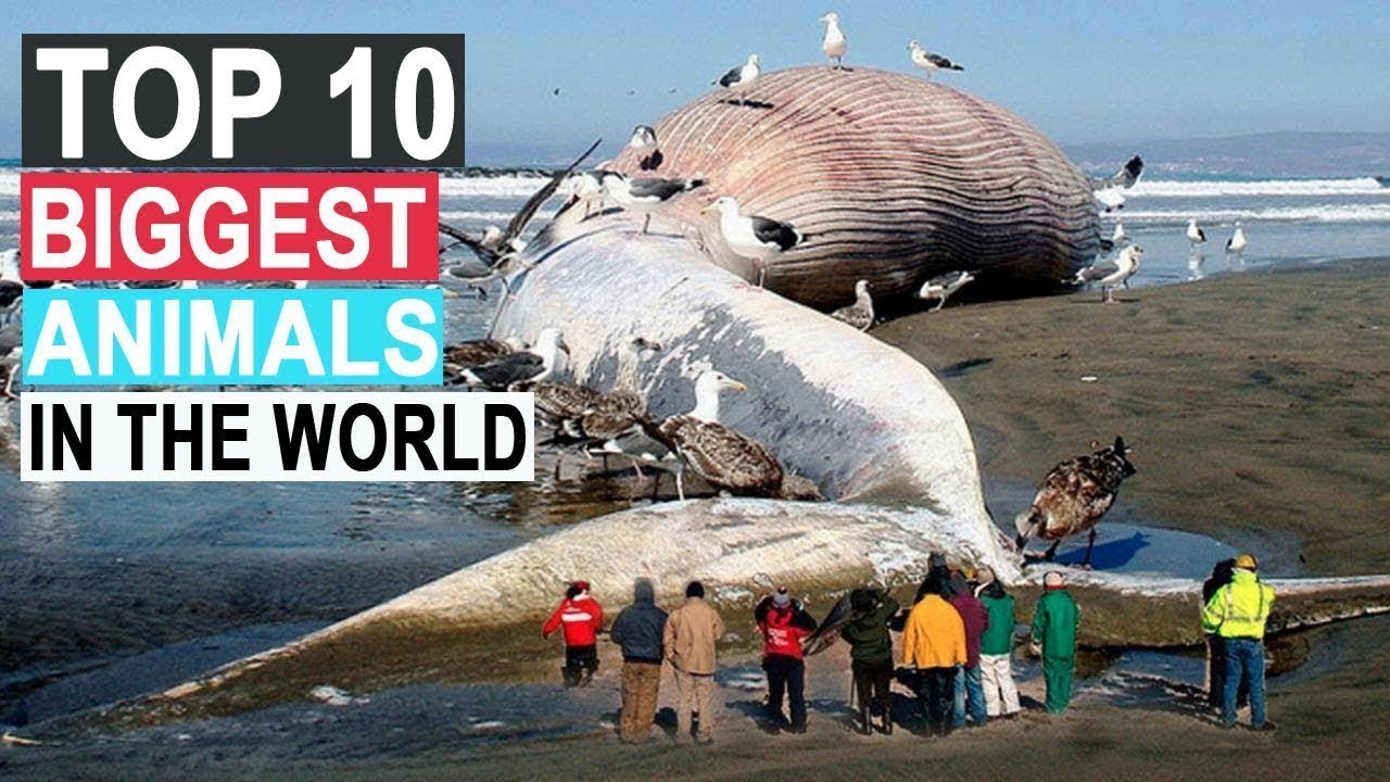 Top Ten Biggest Animals In The World Youtube