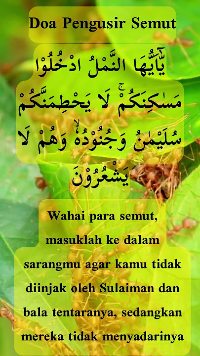 Doa Mengusir Semut Nabi Sulaiman | Doa Doa Pendek Islam