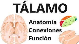 Neuroanatomía  Tálamo |núcleos, conexiones y funciones|