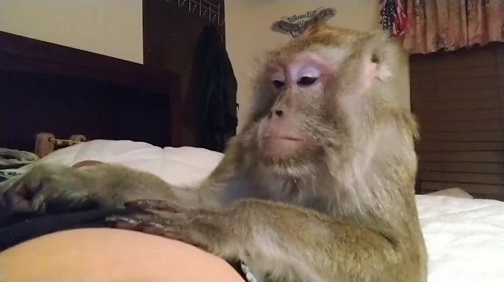 Bugs Bullock Grooming Master ASMR