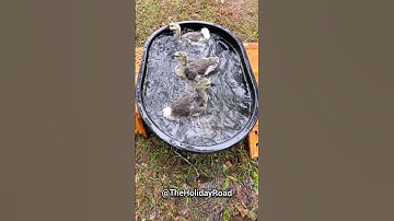 Baby geese first time playing in water. #shorts #goslings #geese #cuteanimals