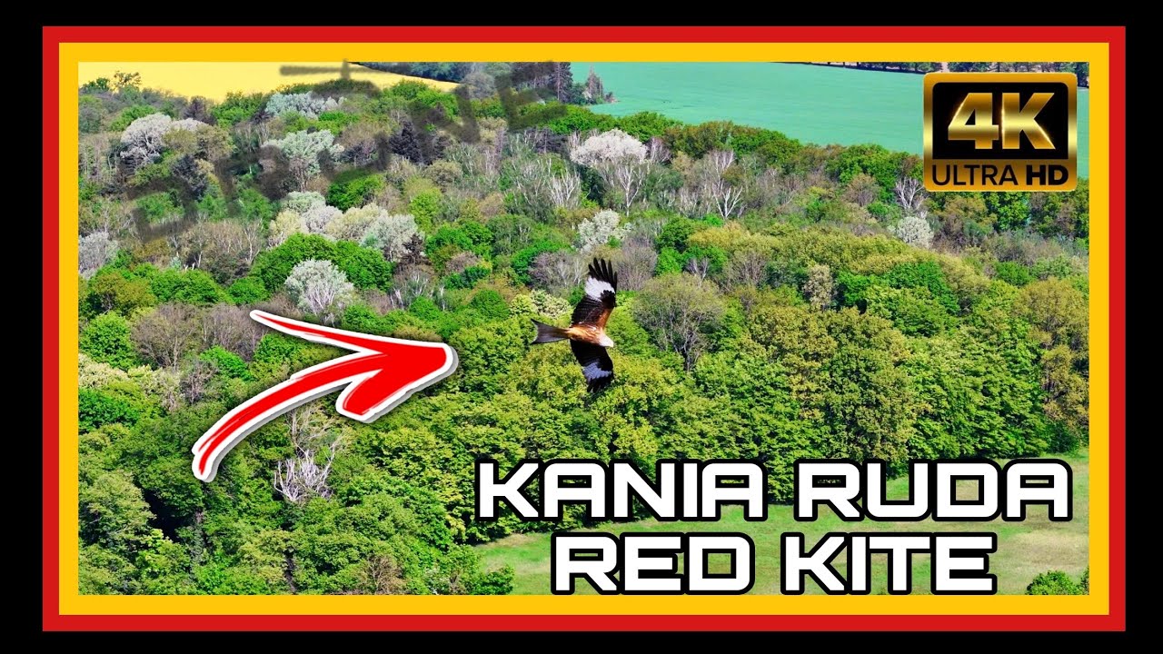 KANIA RUDA || RED KITE || 2024 || 4K