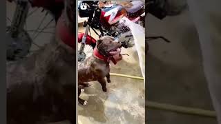 pitbulldog vs canecorso  dog dogshorts viralvideo youtubeshorts pitbull