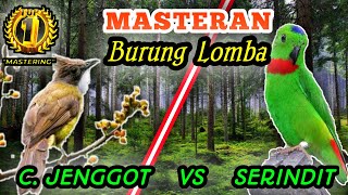 CUCAK JENGGOT VS SERINDIT - Masteran Tembakan Tajamm