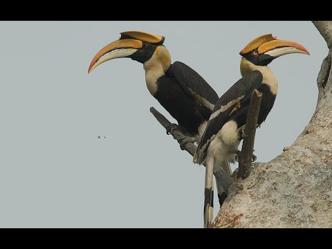 Great hornbills, One of India's Most Epic Birds!