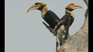 Great hornbills, One of Indias Most Epic Birds!