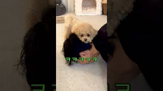 시각장애인이 천재견에게 안보인다고 했더니 놀라운 반응ㅋㅋㅋ #시트콤