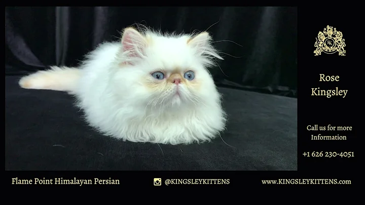 Video 509341: persian himalayan kittens, flame point himalayan persian