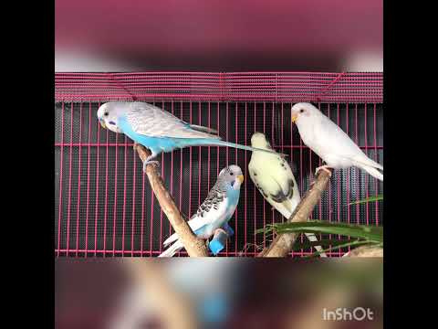 طيور البادجي مرودة