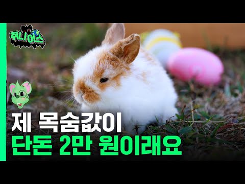 집에서 기르던 토끼, 산에 버리면 범죄로 처벌 가능 [쥐니어스] EP.16