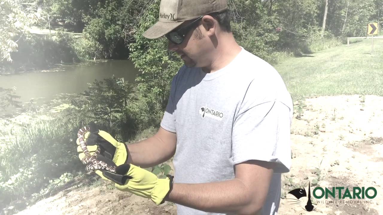 wildlife removal columbus ohio Snake Removal From Cambridge House Cistern