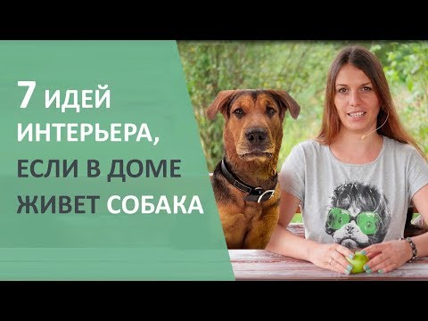 Кто хочет собаку? Идеи и лайфхаки для собаки.