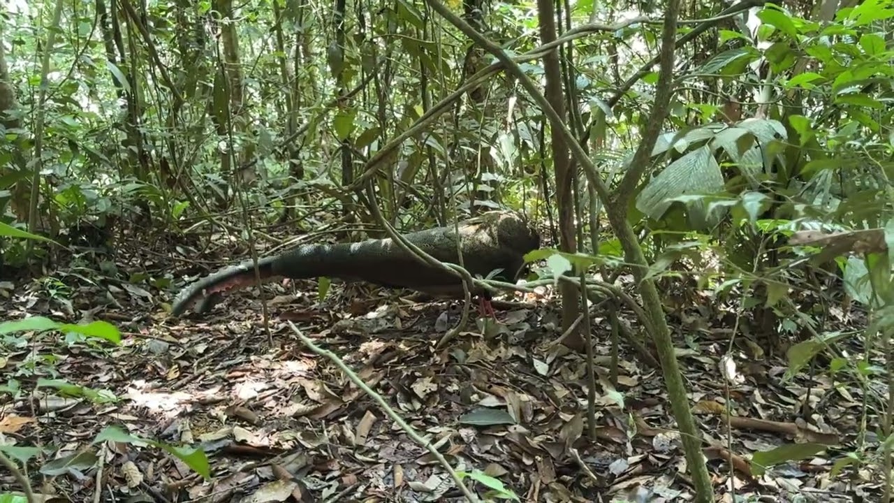 Bukit Lawang, North Sumatra Orang Utan Treks