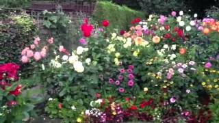 Geoff and Heather's dahlia garden: the lull before the storm