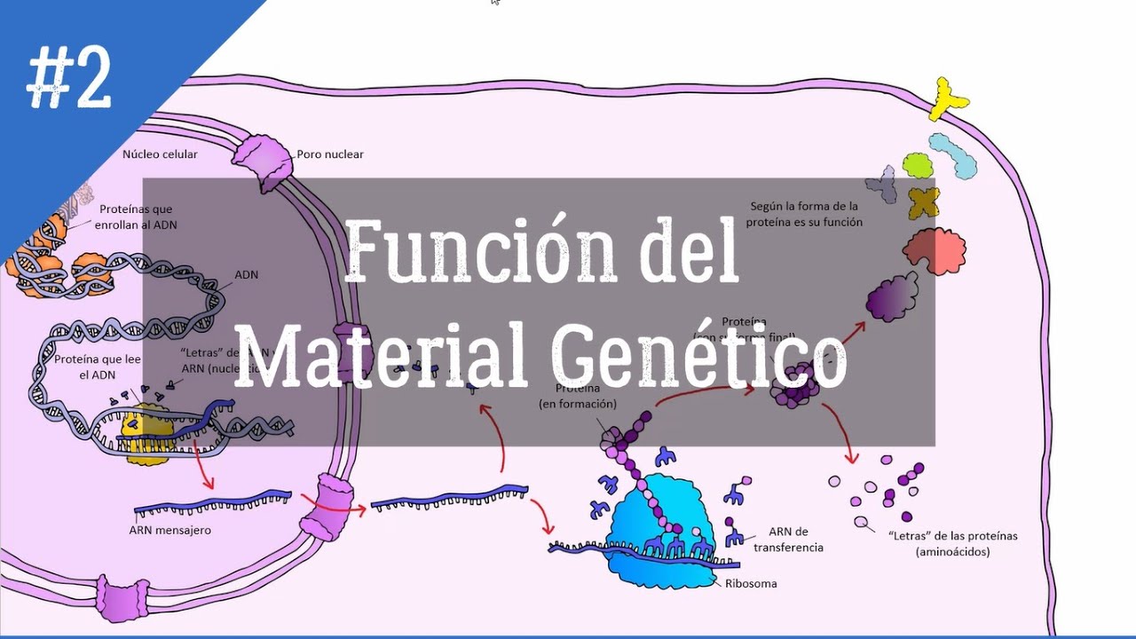 Cómo funciona el material genético y sus aplicaciones YouTube