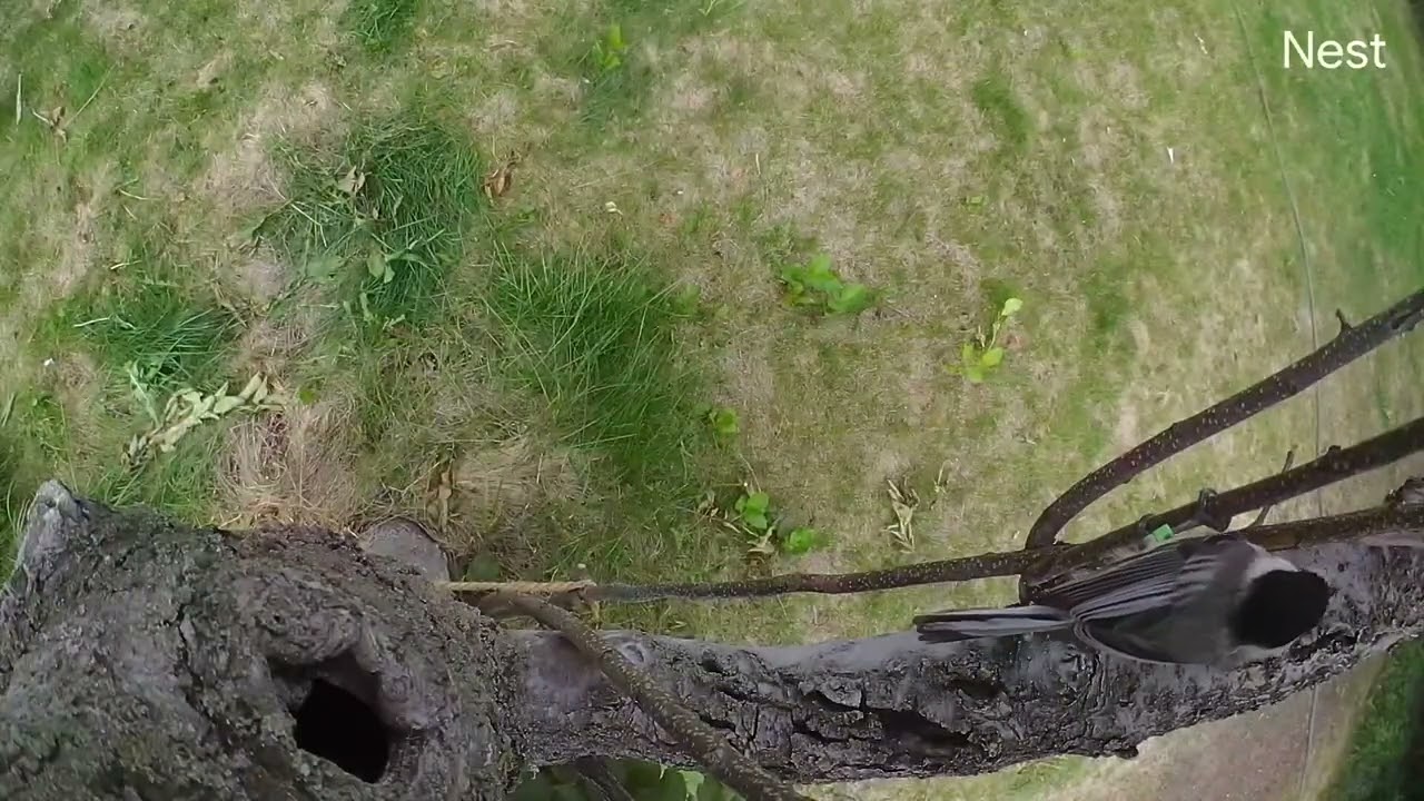Female fed by male at nest ("pitter" call)