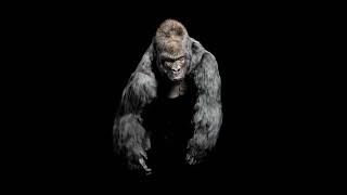 Real time gorilla