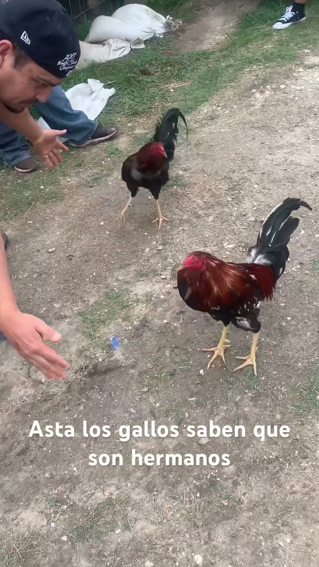 Gallos Albany’s con peruano - YouTube