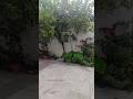 Greenery 😍#garden #greenery #home #barish