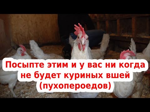 🐔 обрабатываем кур от вшей, пухопероедов и клещей