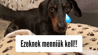 ❌Ezeknek menniük kell !❌🐶 #merlinkalandok