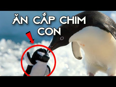 Video Tìm Hiểu Về Loài Chim Cánh Cụt Ở Nam Cực | Kiếm Thức... - youtube