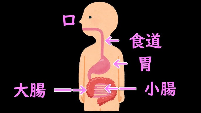 消化管の歌 食べ物の通り道 小学校理科 中学校理科 オリジナル学習ソング Youtube