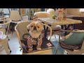 [ペキニーズ]ドッグフレンドリー♪リードフリーでリラックスカフェタイム♪[PEKINGESE]