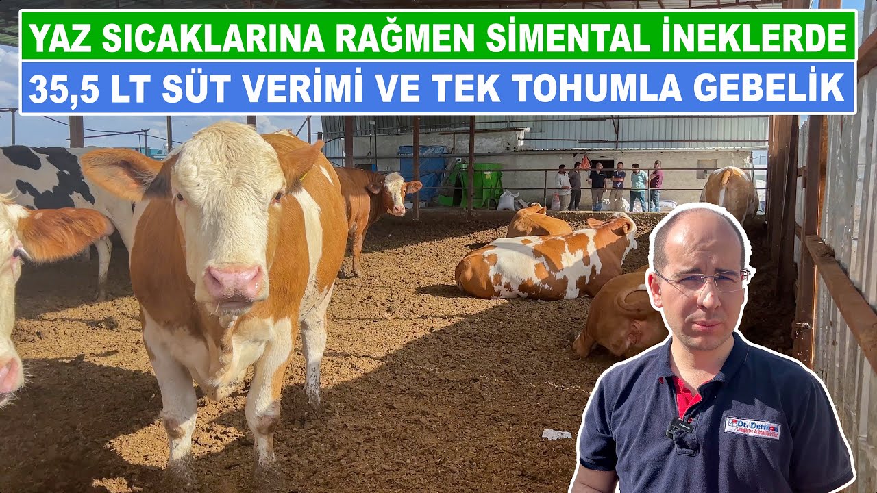 Yaz Sıcaklarına Rağmen Simental İneklerde 35,5 LT Süt Verimi ve Tek Tohumla Gebelik