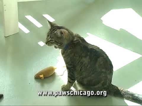 Paws Chicago